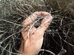 Carex litorosa, photograph (c) Arnim Littek, some rights reserved (CC BY)