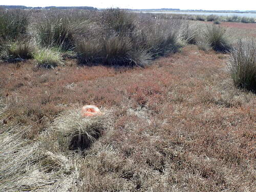 Carex litorosa, photograph 4