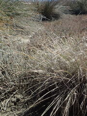 Carex litorosa, photograph (c) Arnim Littek, some rights reserved (CC BY)