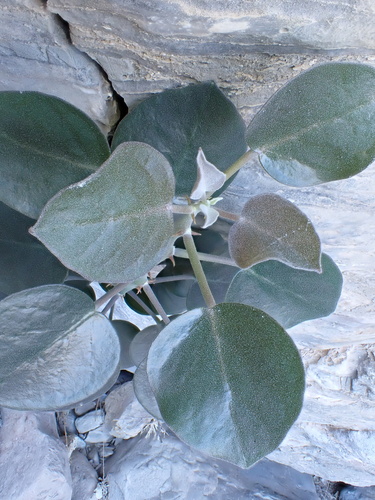 Cartilage Caper (Capparis cartilaginea)