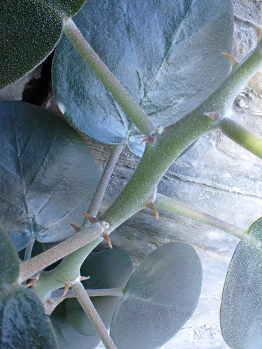 Capparis cartilaginea, photograph 3