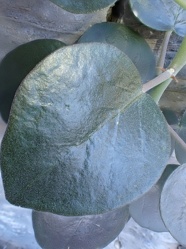 Capparis cartilaginea, photograph 2