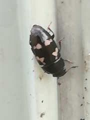 Glischrochilus quadriguttatus