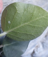 author not stated, no rights reserved Capparis cartilaginea, photograph author not stated, no rights reserved