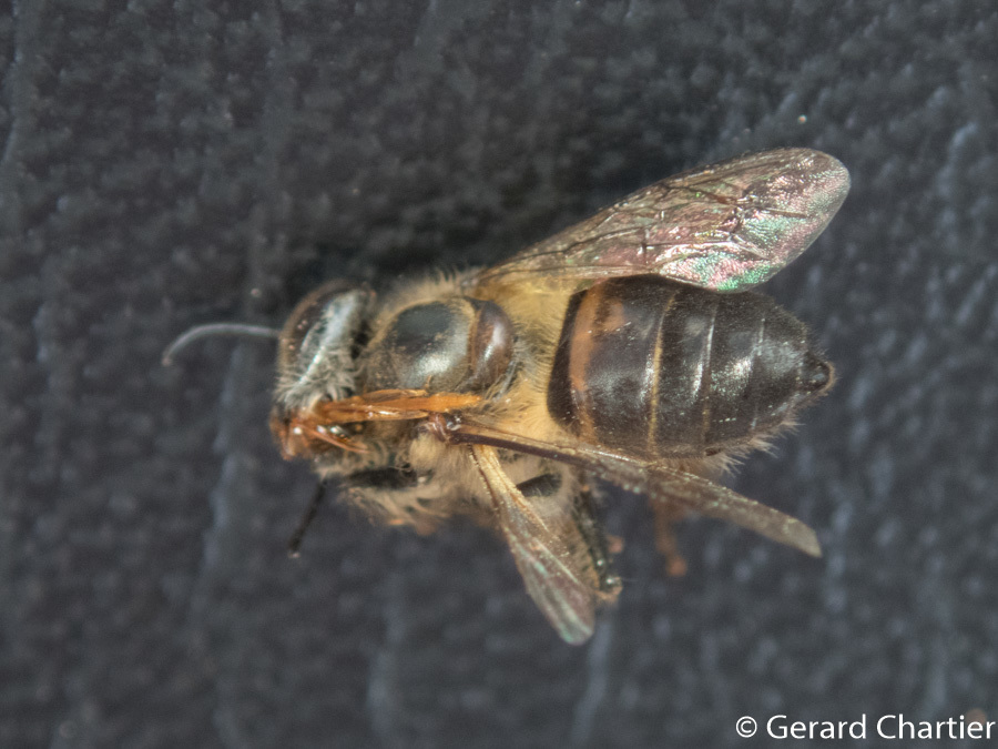 Honey Bees (Genus Apis) · iNaturalist