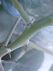author not stated, no rights reserved Capparis cartilaginea, photograph author not stated, no rights reserved