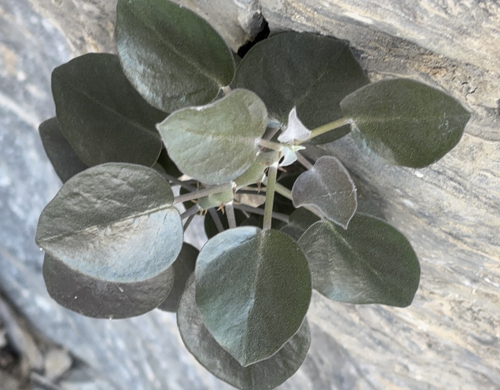 Capparis cartilaginea; photograph author not stated, no rights reserved