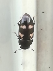 Glischrochilus quadriguttatus