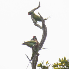 Psittacula alexandri fasciata