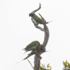 Psittacula alexandri fasciata