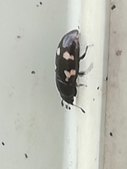 Glischrochilus quadriguttatus