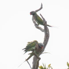 Psittacula alexandri fasciata