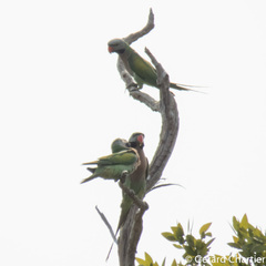 Psittacula alexandri fasciata