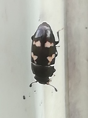 Glischrochilus quadriguttatus