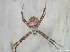 Argiope hoiseni
