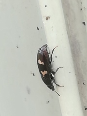 Glischrochilus quadriguttatus