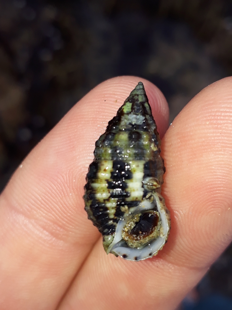 Clypeomorus