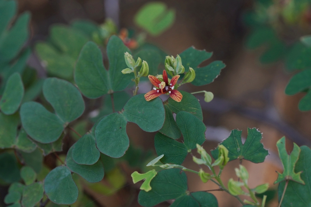 Bauhinia capuronii