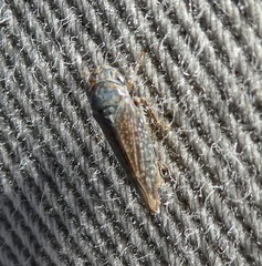 Graphocephala confluens