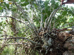 Hydnophytum formicarum