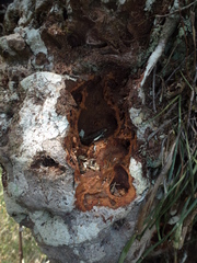 Hydnophytum formicarum