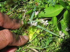 Lysimachia tenella