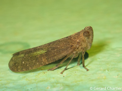 Lophopidae