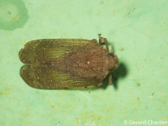 Lophopidae