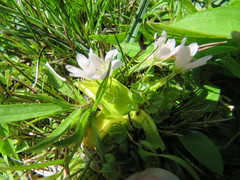 Lysimachia tenella