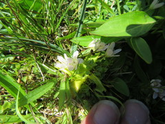 Lysimachia tenella