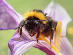 Bombus
