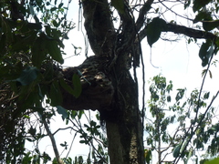 Hydnophytum formicarum