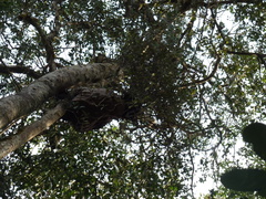 Hydnophytum formicarum