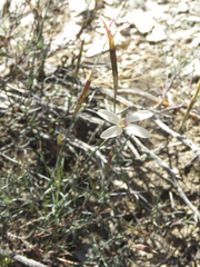 Dianthus caespitosus
