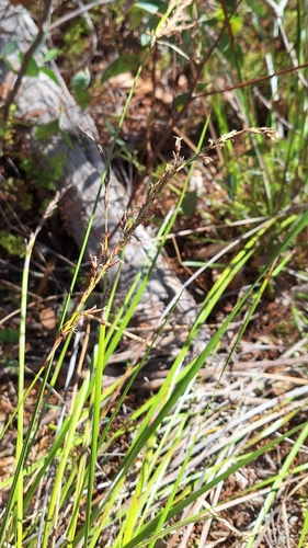 variable sword-sedge (Lepidosperma laterale)