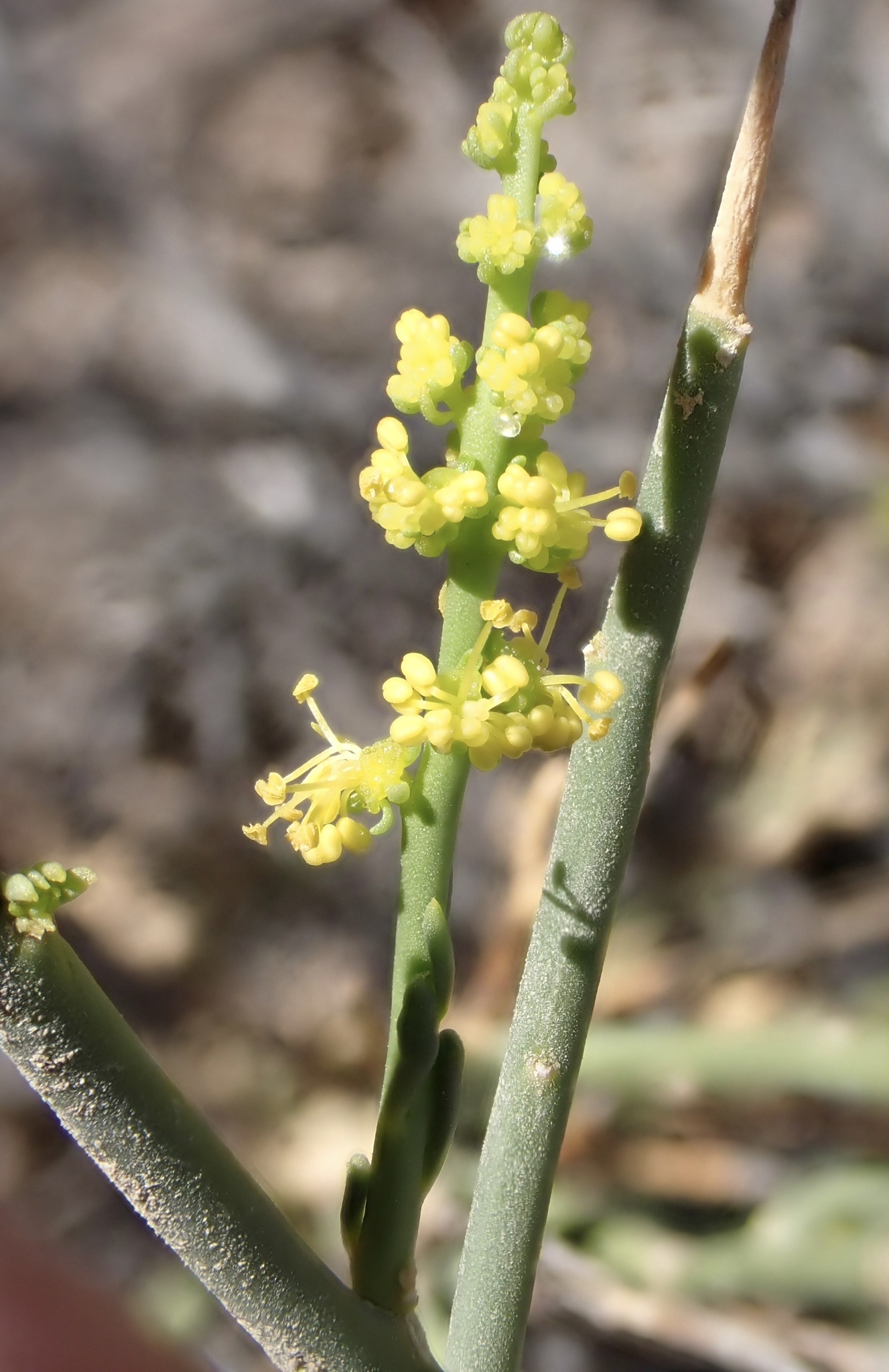 Ochradenus arabicus