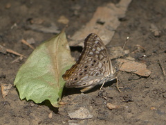 Asterocampa celtis celtis