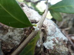 Hydnophytum formicarum