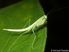 Tropidomantis
