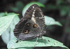 Dasyophthalma creusa