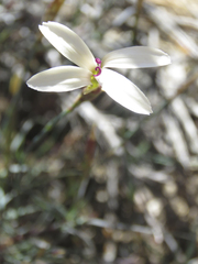Dianthus caespitosus
