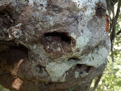 Hydnophytum formicarum