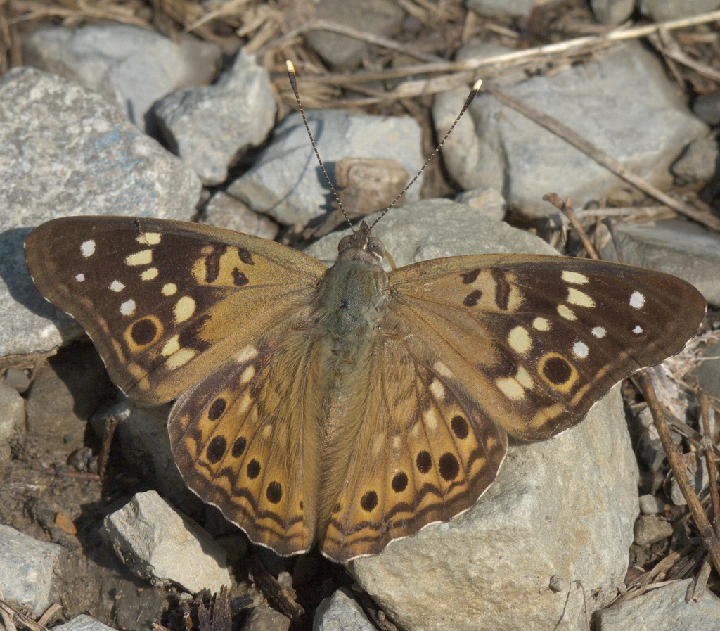 Eastern Hackberry Butterfly