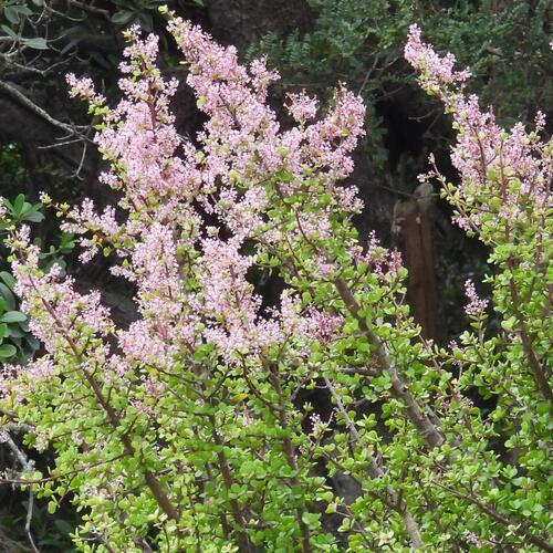 Elephant bush (Portulacaria afra)