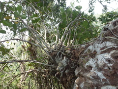 Hydnophytum formicarum