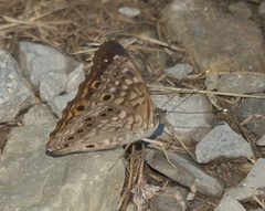 Asterocampa celtis celtis