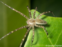 Dendrolycosa