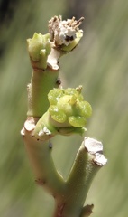 Euphorbia larica, photograph author not stated, no rights reserved