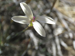 Dianthus caespitosus