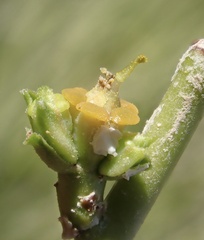 author not stated, no rights reserved Euphorbia larica, photograph author not stated, no rights reserved